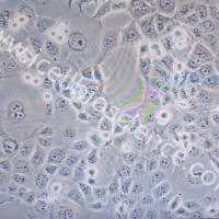 NCM460 /NCM-460细胞/NCM-460/NCM460细胞/人正常结肠上皮细胞/STR鉴定/镜像绮点(Cellverse)