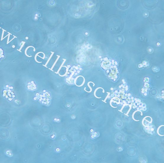 SNU-16 人胃癌细胞/SNU16细胞/SNU16/SNU-16细胞/SNU-16/镜像绮点(Cellverse)