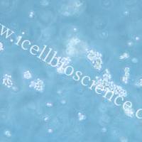 SNU-16 人胃癌细胞/SNU16细胞/SNU16/SNU-16细胞/SNU-16/镜像绮点