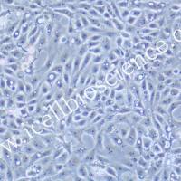 IPEC-J2 |IPEC-J2细胞|IPECJ2|IPECJ2细胞|IPECJ2猪肠上皮细胞/镜像绮点(Cellverse)