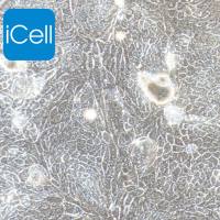 SW1116 人结肠腺癌细胞|SW1116细胞|SW1116|SW-1116细胞|SW-1116|STR鉴定