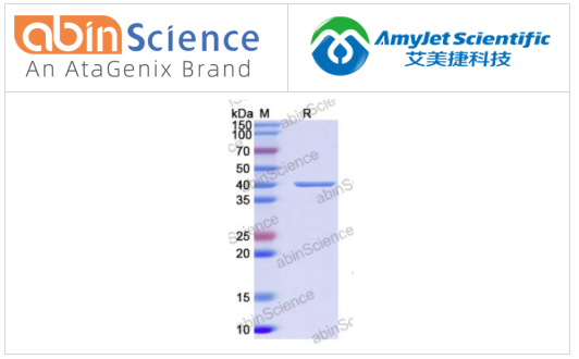 abinscience重组环状病毒VP7蛋白N-His，爆款试剂抢不停