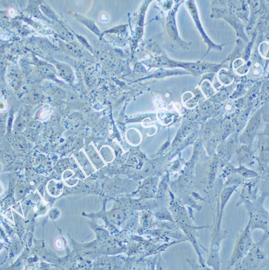 HLE-B3 人晶状体上皮细胞/HLE-B3/HLE-B3细胞/HLEB3细胞/HLEB3/STR鉴定