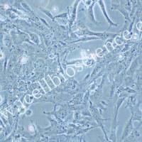 HLE-B3 人晶状体上皮细胞/HLE-B3/HLE-B3细胞/HLEB3细胞/HLEB3/STR鉴定