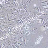 NCI-H1563/NCI-H156细胞3/人肺癌细胞/STR鉴定