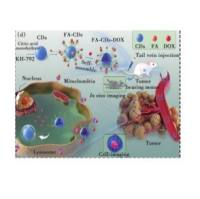 负载阿霉素DOX的碳量子点CDs被叶酸FA修饰