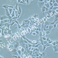 NCI-H322/NCI-H322细胞/人非小细胞癌细胞/STR鉴定