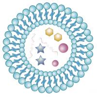 负载雷公藤红素（Trip）的脂质体被甘露糖（mannose）修饰