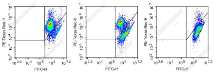 Elabscience 细胞代谢 | 线粒体检测秘籍，形态、功能全搞定