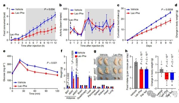 Nature研究合辑丨跟着Nature学“科学”减肥法！