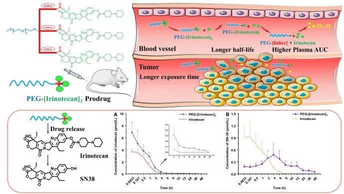 全景展示单臂三爪型PEG化伊立替康的释药机制与体内命运