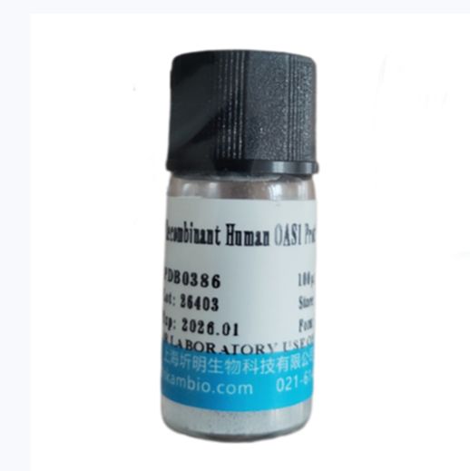 泛素激活酶样蛋白(UBE1L)重组蛋白,小鼠产品图