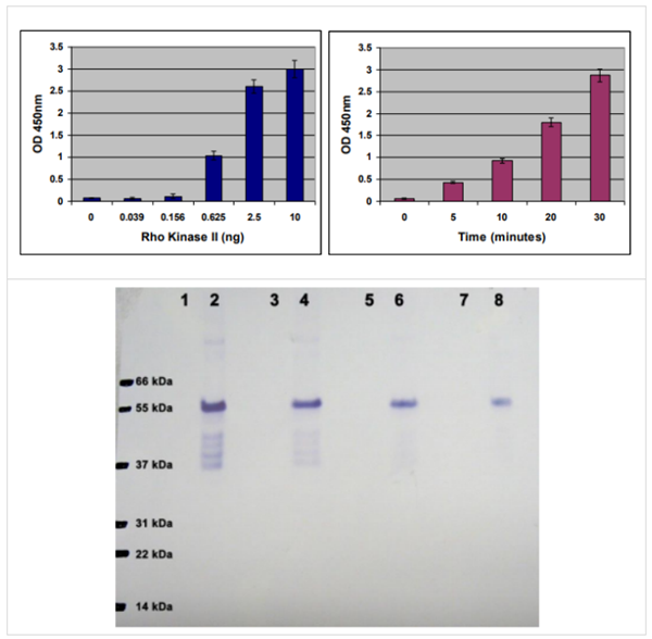 96孔板ROCK活性检测试剂盒，买试剂，享促销！