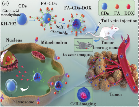 负载阿霉素DOX的碳量子点CDs被叶酸FA修饰
