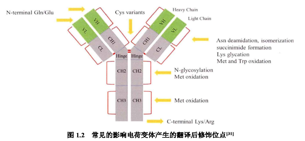 CHO细胞培养过程中单克隆抗体碱性电荷变体的表征与优化