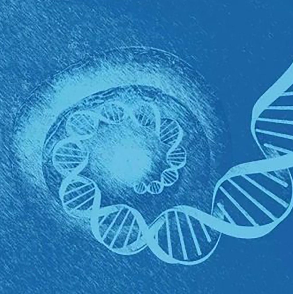 基因敲入细胞系定制服务