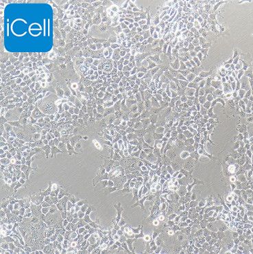 FADU、FADU细胞、FADU人咽鳞癌细胞/STR鉴定