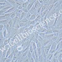 NCI-H1792/NCI-H1792细胞/人肺腺癌细胞/STR鉴定/镜像绮点（Cellverse）