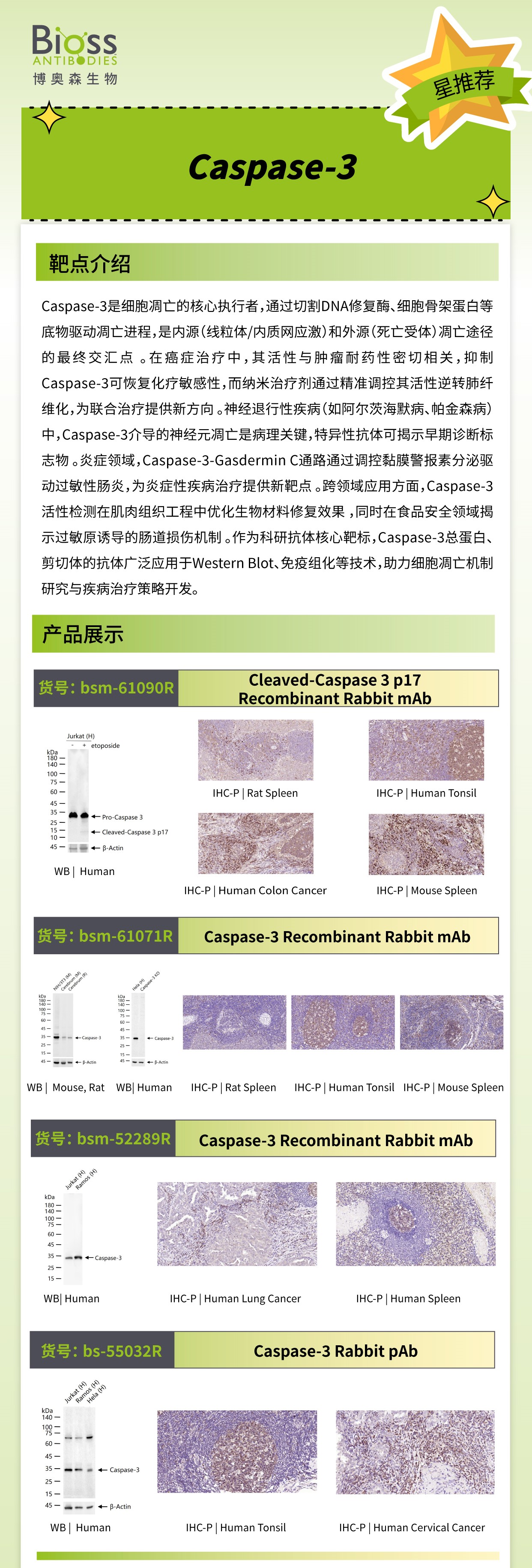 Bioss 星推荐 | Caspase-3