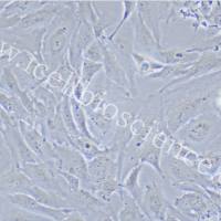 NCI-H196 | NCI-H196细胞 | 人小细胞肺癌细胞 | 镜像绮点（Cellverse）