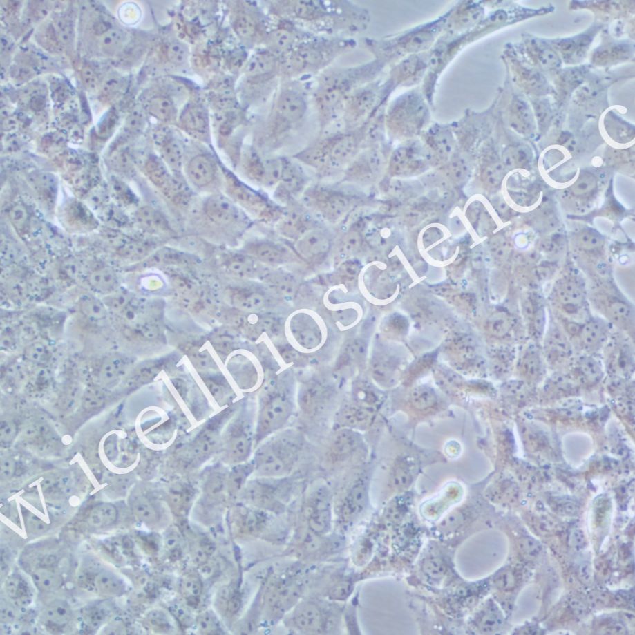 SN12C细胞 | SN12C细胞 | SN12-C细胞 | 人肾癌细胞 | STR鉴定