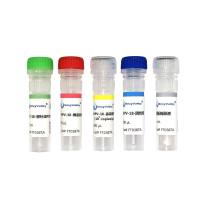 人乳头瘤病毒18型探针法PCR试剂盒