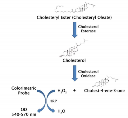 总胆固醇检测试剂盒(比色法)，限时促销来袭！