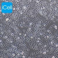 chang liver 人张氏肝细胞/STR鉴定/镜像绮点（Cellverse）