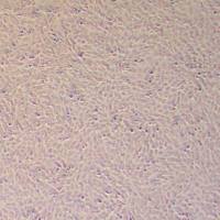 C643人甲状腺癌细胞_C643细胞(STR鉴定报告)