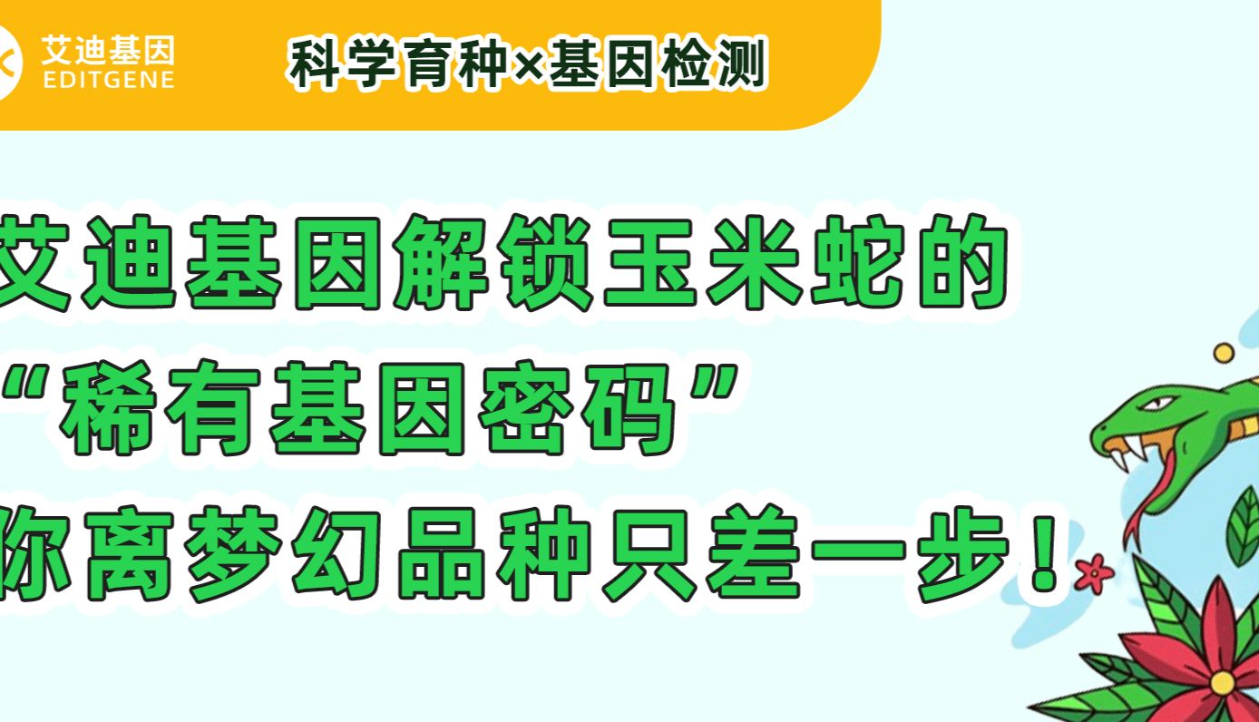科学育种×基因检测 | 艾迪基因解锁玉米蛇的“稀有基因密码”，你离梦幻品种只差一步！