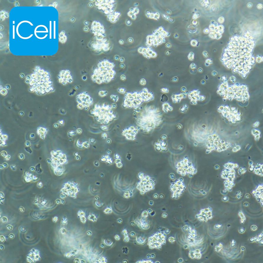 MT-4 | MT-4细胞 | MT4细胞 | MT4 | 人急性淋巴母细胞白血病细胞 | STR鉴定