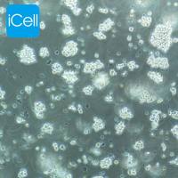 MT-4 | MT-4细胞 | MT4细胞 | MT4 | 人急性淋巴母细胞白血病细胞 | STR