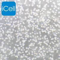 U-937、U-937细胞、U937细胞、U937、人组织细胞淋巴瘤细胞/STR鉴定/镜像绮点(Cellverse)