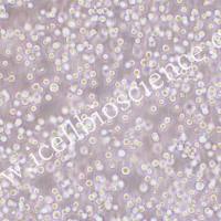 L1210、L1210细胞、L-1210细胞、L-1210、小鼠淋巴细胞白血病细胞/种属鉴定/镜像