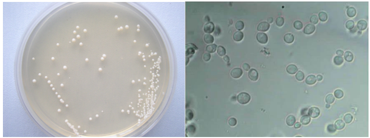 【模式生物研究必备】Dharmacon模式生物产品矩阵，解锁基因研究新维度