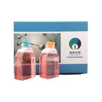 小鼠前列腺癌细胞；RM-1(STR)