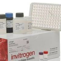 Human CD51/Integrin alpha-V ELISA Kit