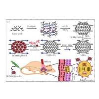 负载IR780碘化物的石墨烯量子点(GQDs)被叶酸(FA)修饰