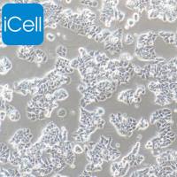 T47D、T47D细胞、T47-D细胞、T47-D、人乳腺导管癌细胞/STR鉴定