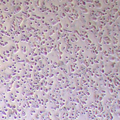 COLO678人结肠癌细胞_COLO678细胞(STR鉴定报告)