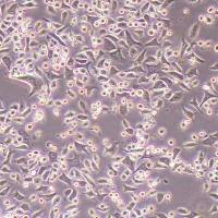 SNU-601人印戒细胞胃腺癌_SNU-601细胞(STR鉴定报告)