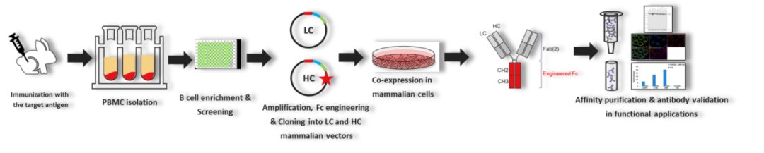 那些在《Nature》封神的研究者们，早就悄悄用上了Invitrogen重组抗体！