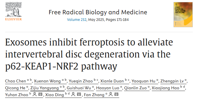【Free Radic Biol Med】7+，外泌体“泌”招，抑制铁死亡，椎间盘退变“变”轻松！
