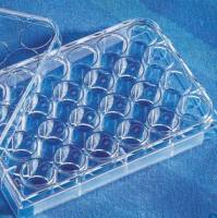 Human ErbB2 (HER2) ELISA Kit