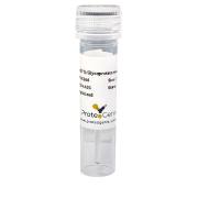 Anti-REG3G Polyclonal Antibody