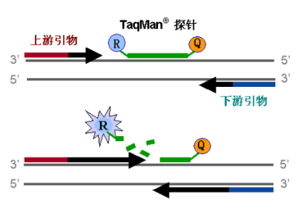 荧光定量PCR（Rt-PCR）应用领域汇集