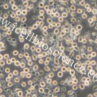 Kasumi-6 人急性髓细胞白血病细胞 | Kasumi-6细胞| Kasumi6 | Kasumi6细胞 | STR鉴定