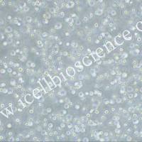 OCI-AML-2、OCI-AML-2细胞、OCIAML-2细胞、OCIAML2细胞、人急性髓性白血病细胞/镜像绮点(Cellverse)