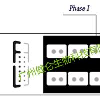 汉赛/五日热巴尔通体IgG IFA检测试剂盒（荧光法）