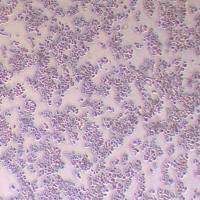 SW48人结肠腺癌细胞_SW48细胞(STR鉴定报告)